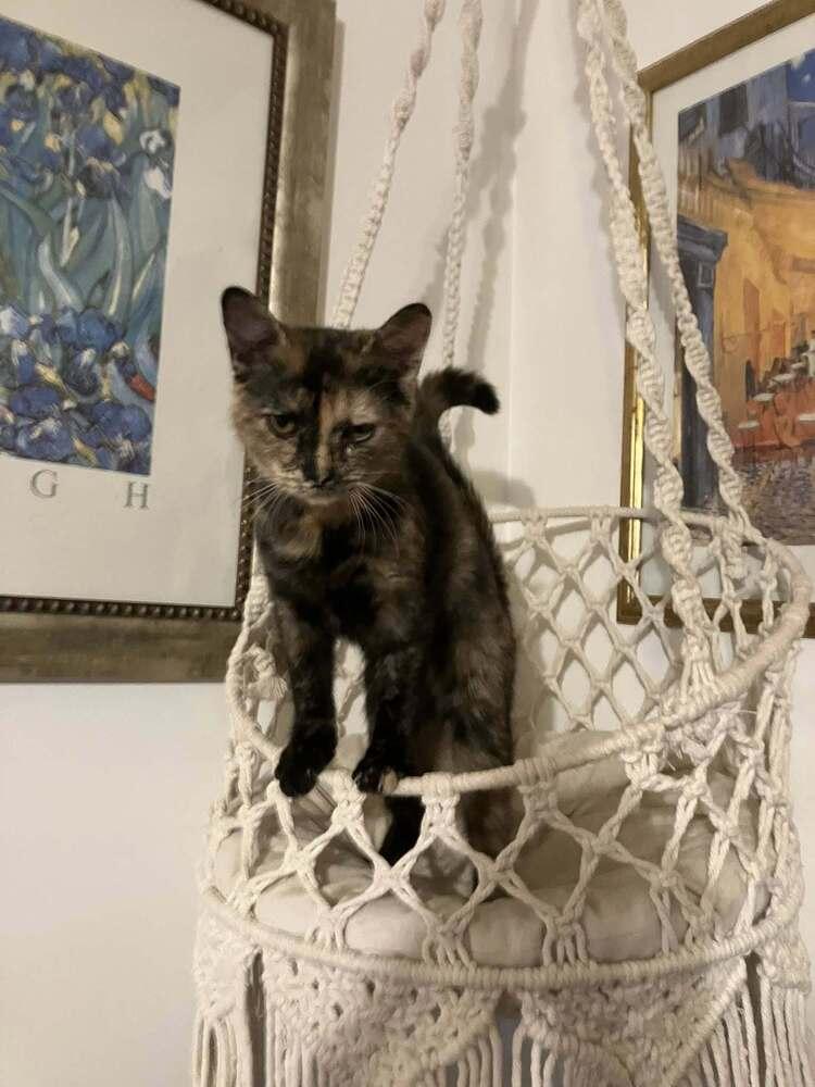 Mischief, Adoptable, Young Female Domestic Short Hair.