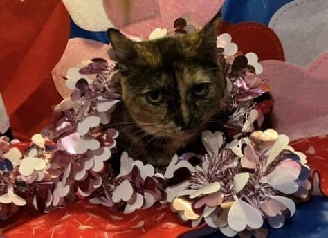 Enlarge Mischief, a Adoptable mixed breed in Powder Springs, GA image 3/4