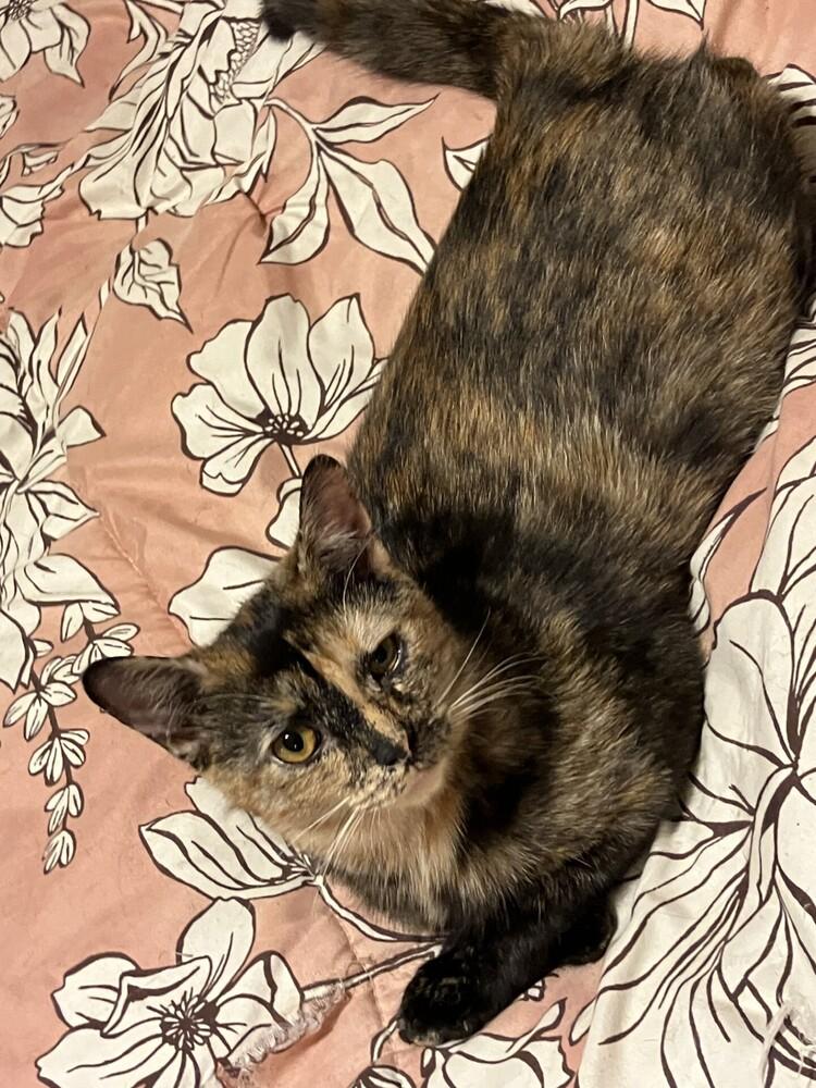 Enlarge Mischief, a Adoptable mixed breed in Powder Springs, GA image 6/6