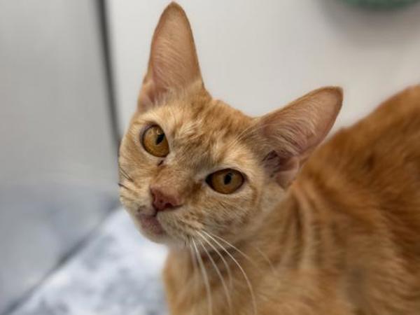 Tabitha, Adoptable, Adult Female Domestic Short Hair.