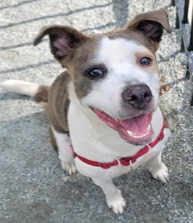 Rainy, a Adoptable mixed breed in Greensboro, NC image 1/3