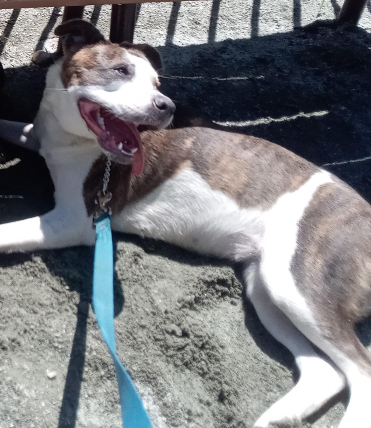 Rainy, a Adoptable mixed breed in Greensboro, NC image 3/3