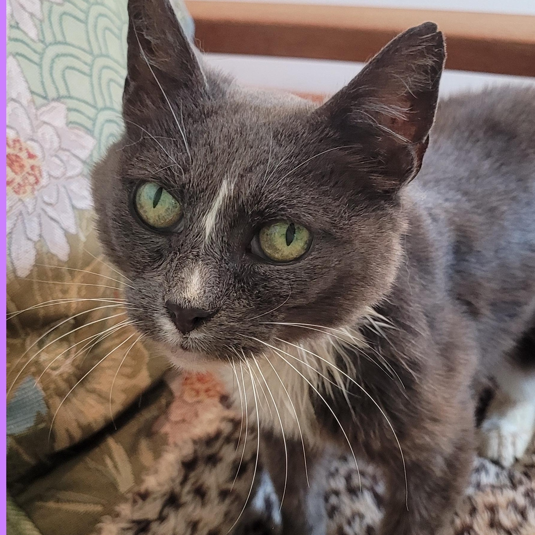 Florence, ADOPTABLE, Senior Female Domestic Short Hair.