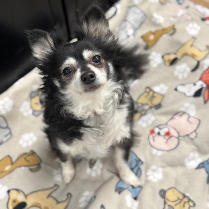Archie, ADOPTABLE, Senior Male Chihuahua.