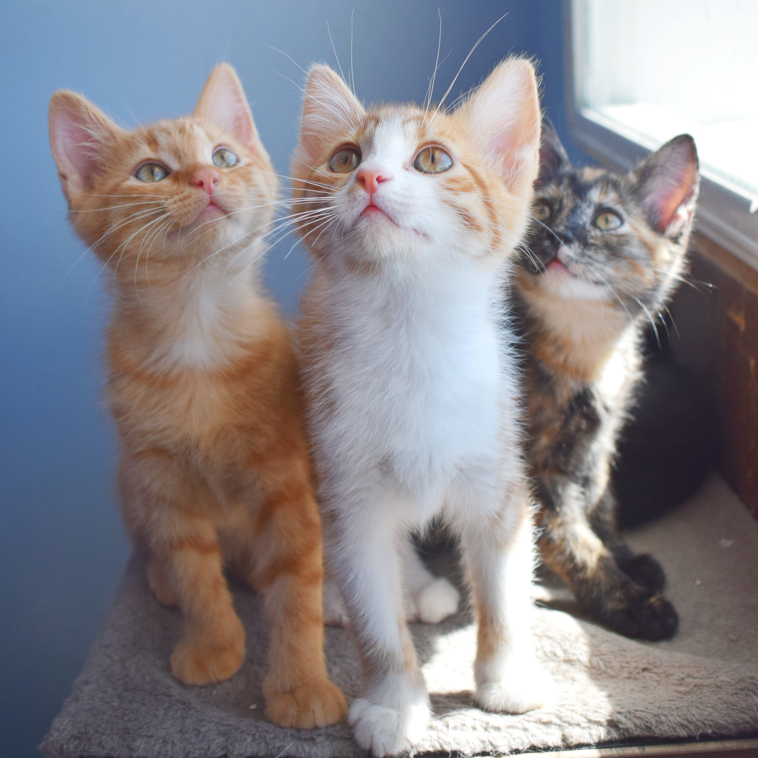 Cat for adoption 12 week old kittens, a Domestic Short Hair in Fallon