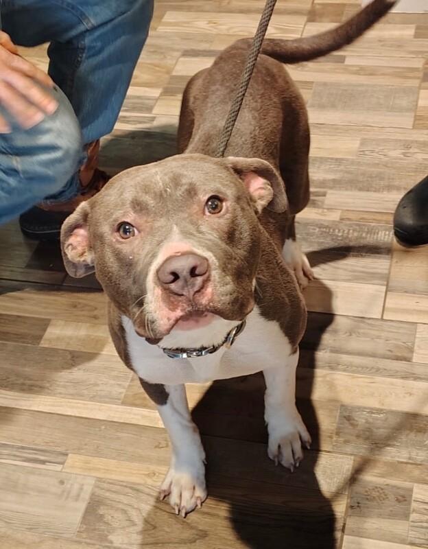 Cena, Adoptable, Adult Male Mixed Breed.