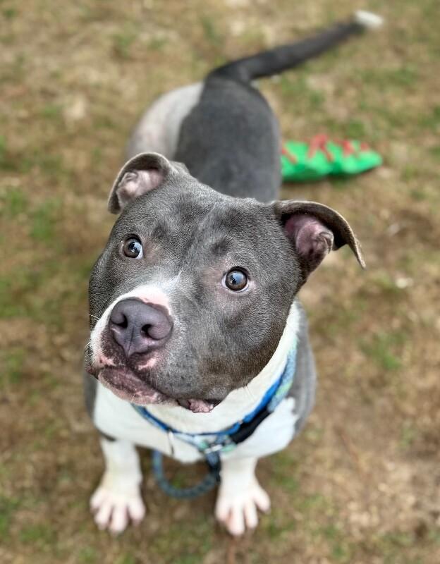 Enlarge Cena, a Adoptable Mixed Breed in Osseo, MI image 2/2