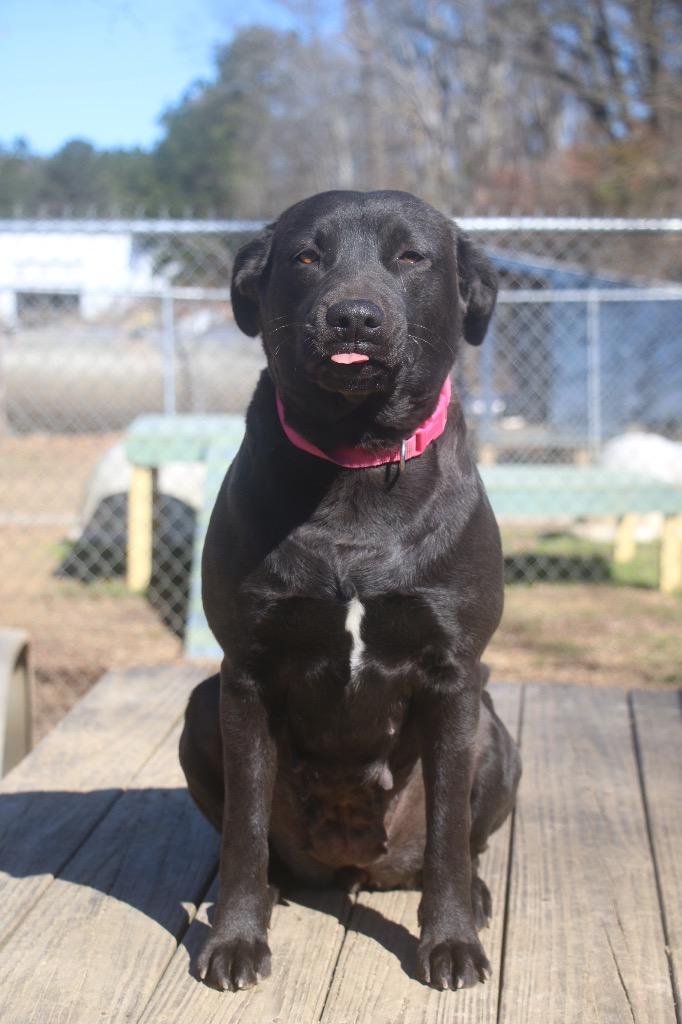 Simone 25, Adoptable, Young Female Mixed Breed.