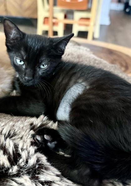 Iris, Adoptable, Kitten Female Domestic Short Hair & Domestic Short Hair.