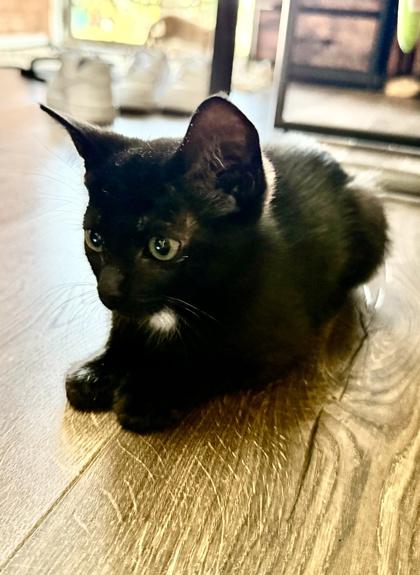 Enlarge Iris, a Adoptable mixed breed in San Diego, CA image 2/3