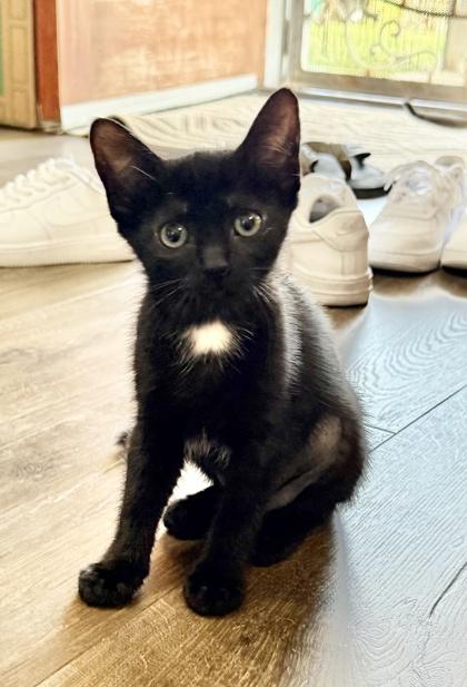 Enlarge Iris, a Adoptable mixed breed in San Diego, CA image 3/3