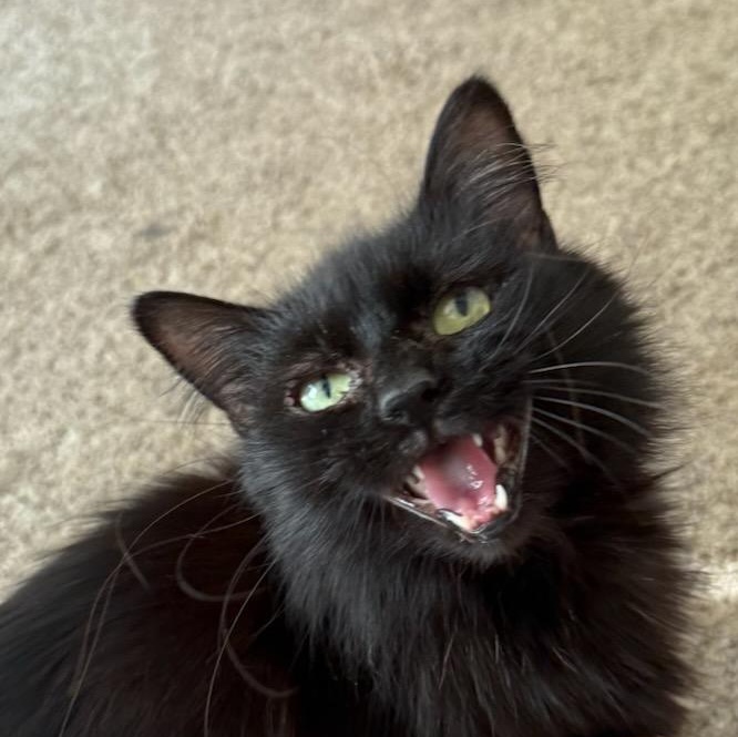 Leona, a Adoptable Domestic Long Hair in West Lafayette, IN image 4/6