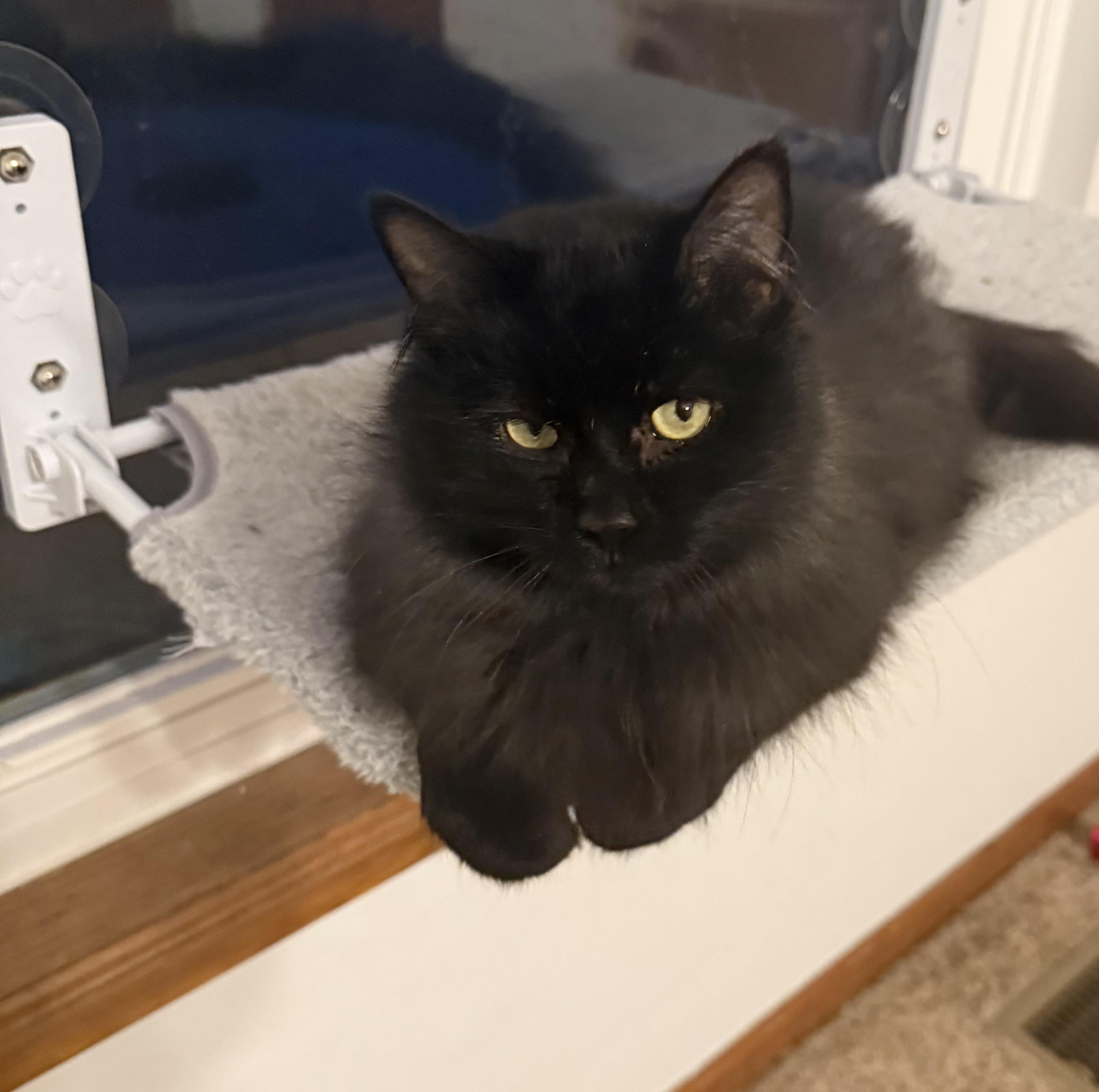 Leona, a Adoptable Domestic Long Hair in West Lafayette, IN image 1/6