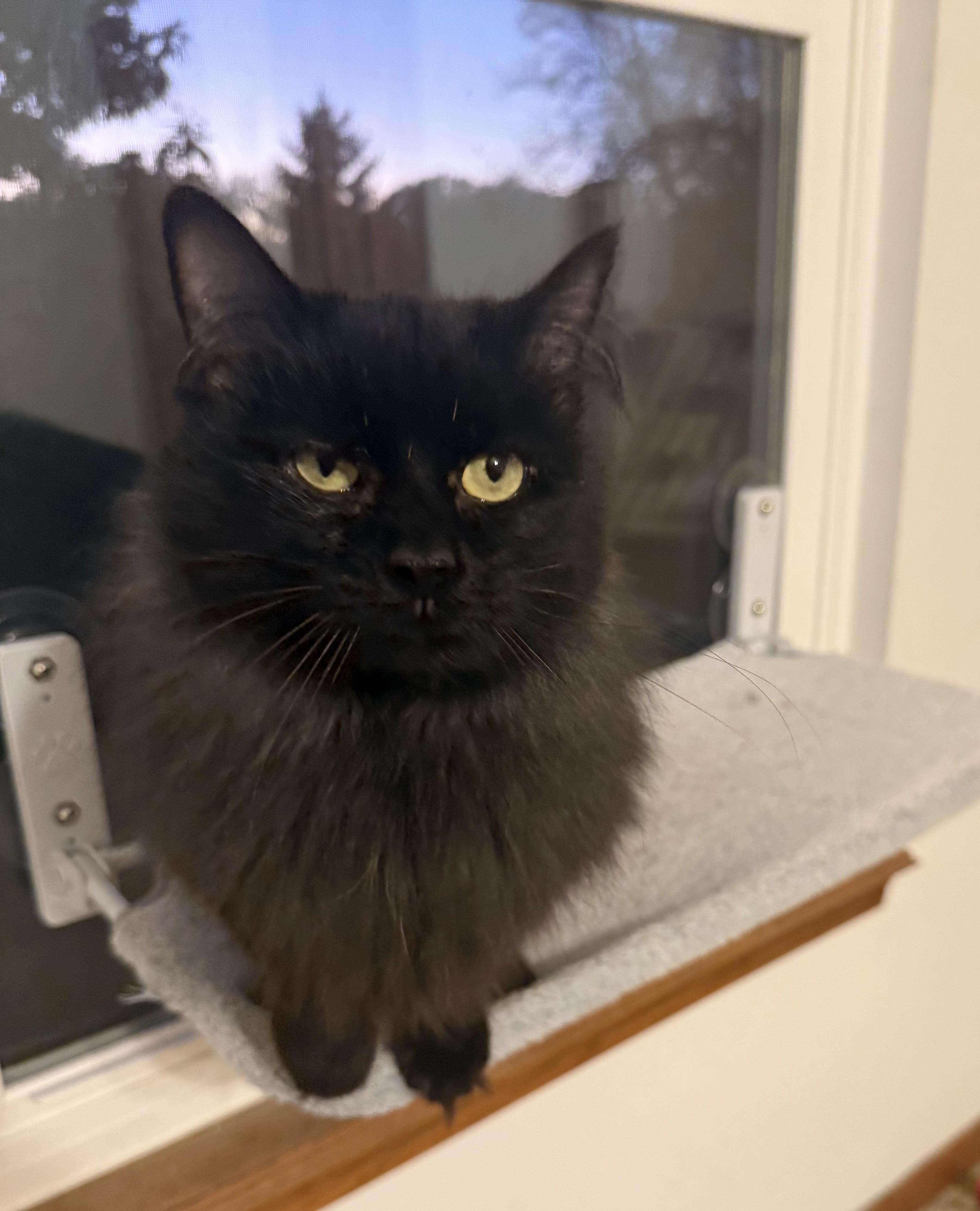 Leona, a Adoptable Domestic Long Hair in West Lafayette, IN image 5/6