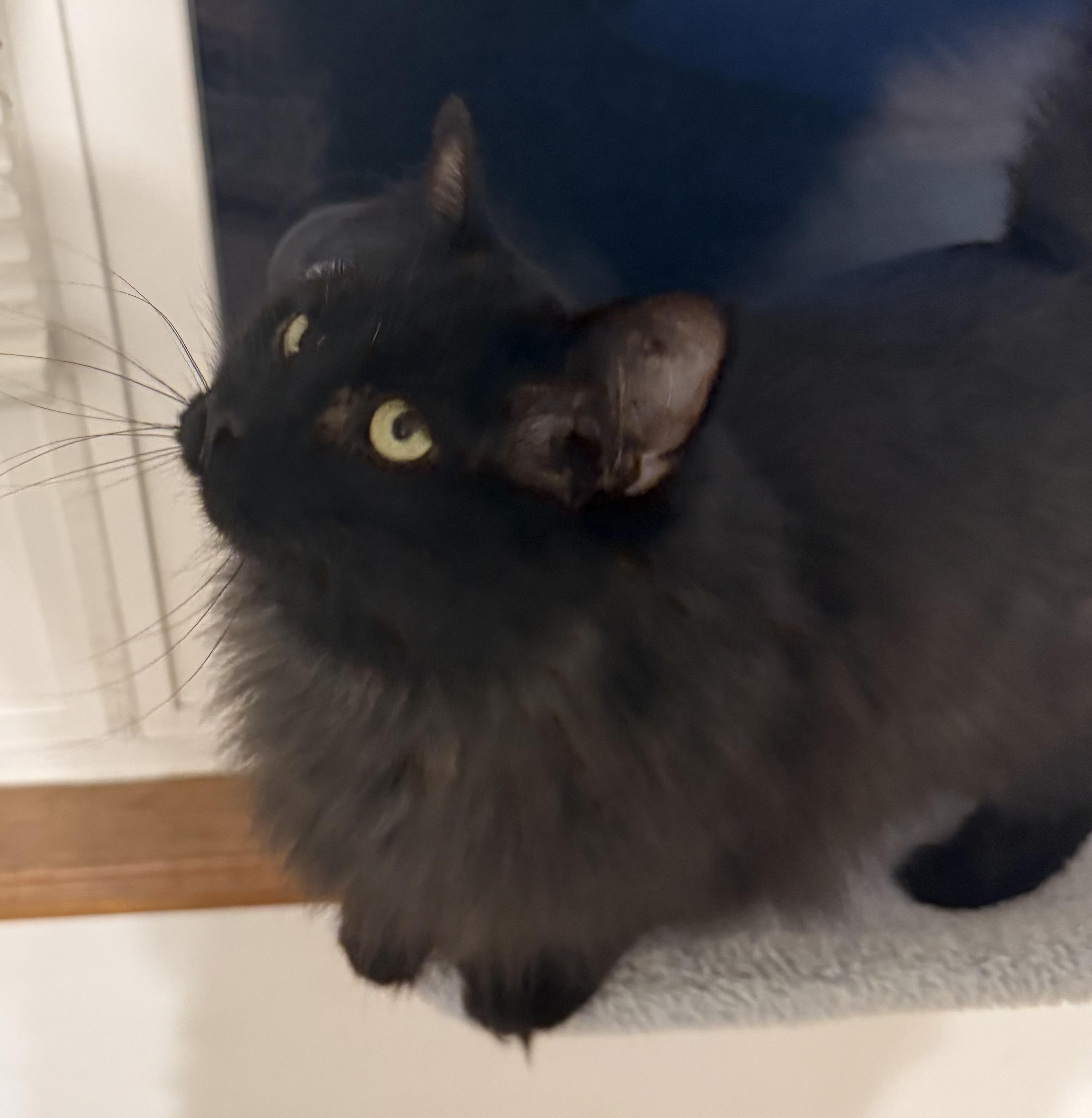 Leona, a Adoptable Domestic Long Hair in West Lafayette, IN image 2/6
