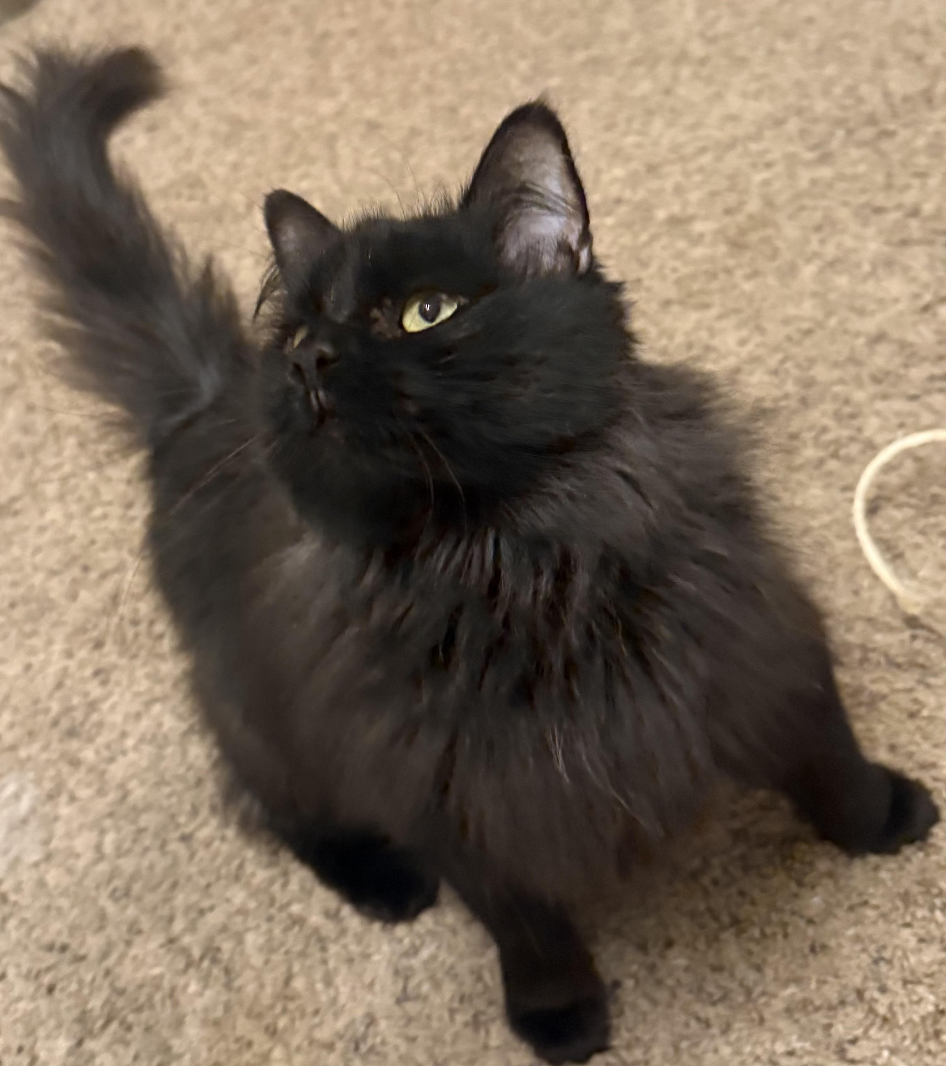 Leona, a Adoptable Domestic Long Hair in West Lafayette, IN image 3/6