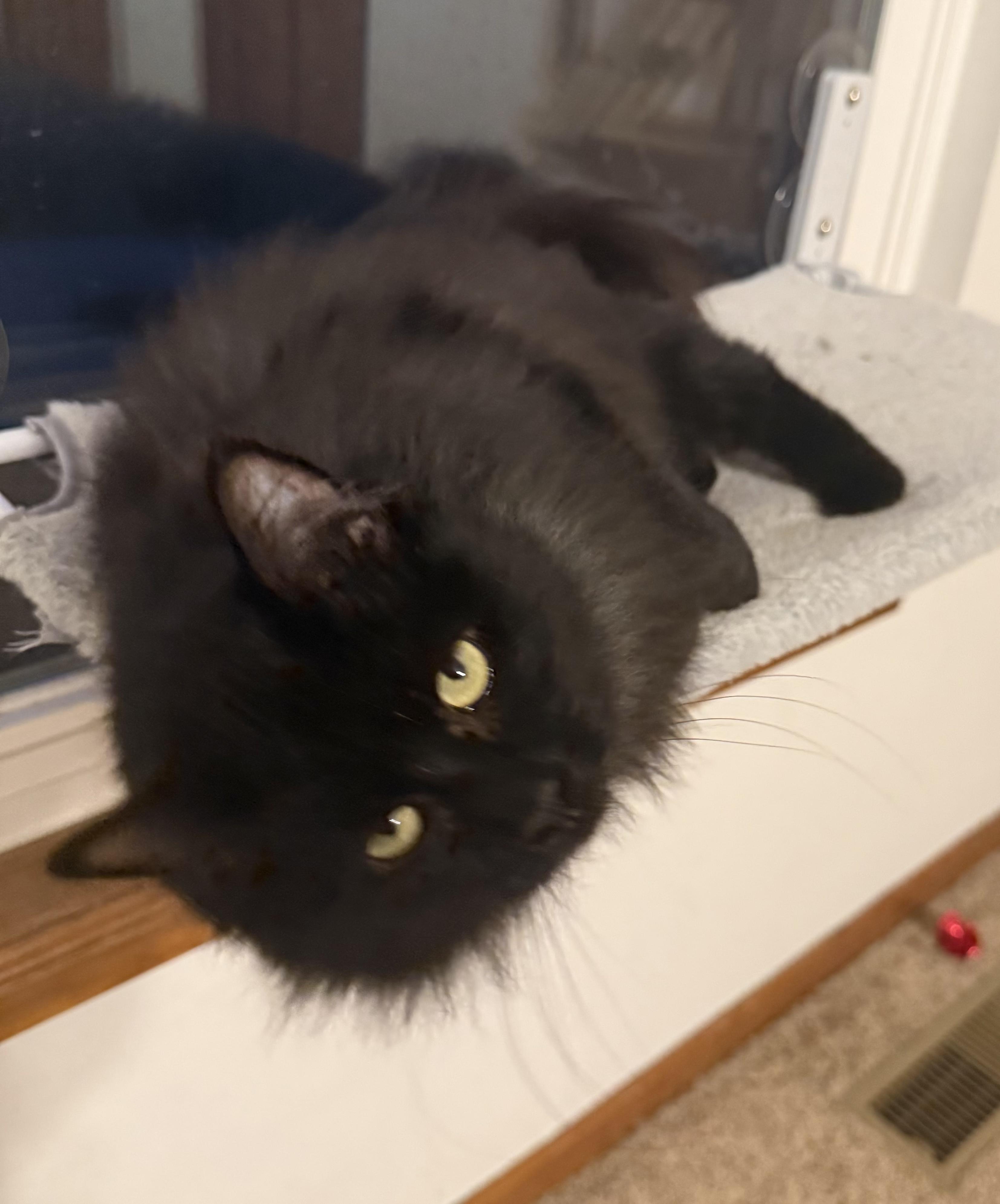 Leona, a Adoptable Domestic Long Hair in West Lafayette, IN image 6/6