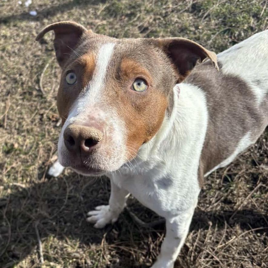 Enlarge Couscous, a Adoptable Pit Bull Terrier in Indianapolis, IN image 2/5