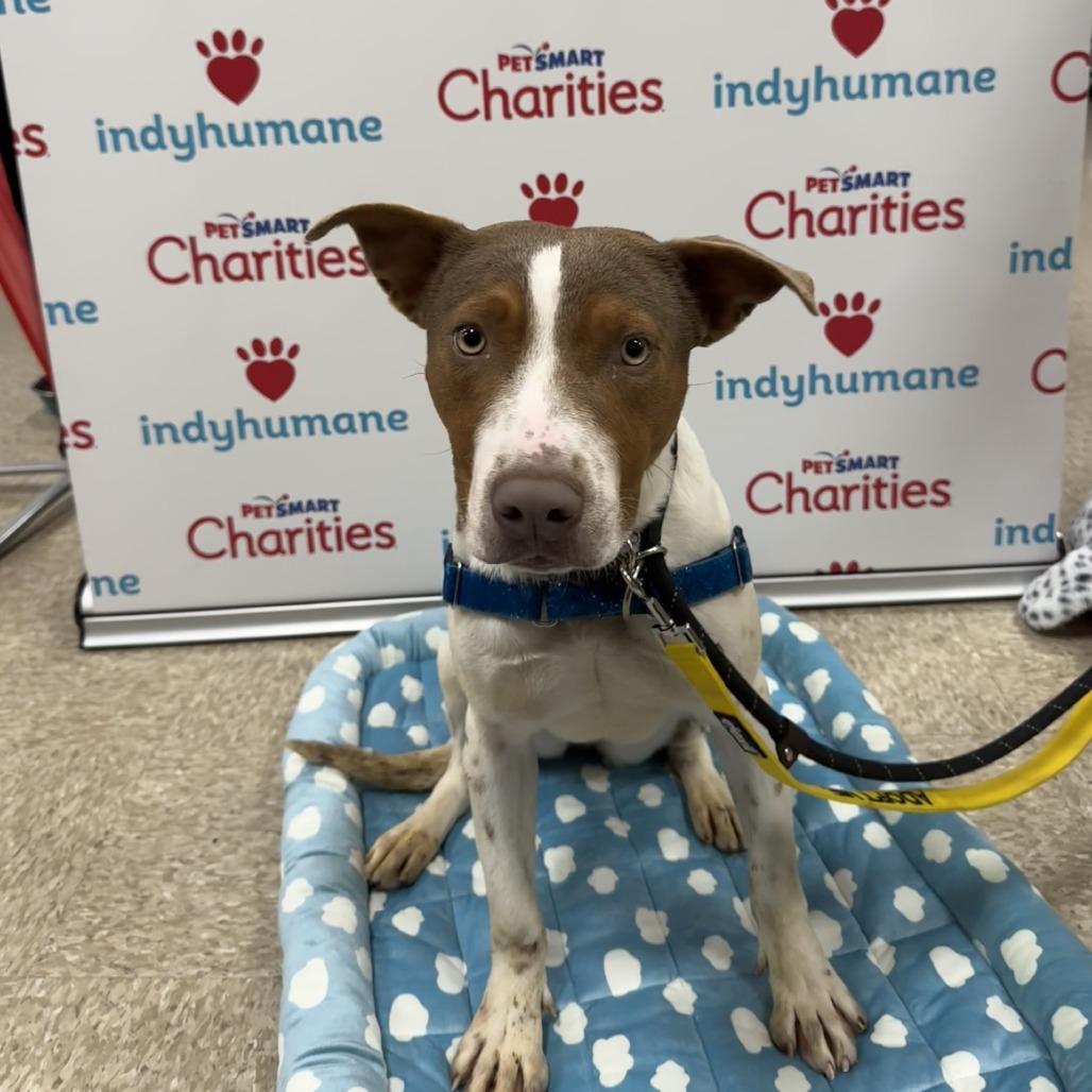 Enlarge Couscous, a Adoptable Pit Bull Terrier in Indianapolis, IN image 3/5