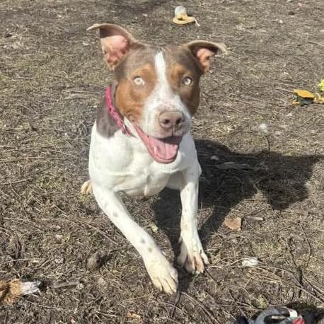 Enlarge Couscous, a Adoptable Pit Bull Terrier in Indianapolis, IN image 4/5