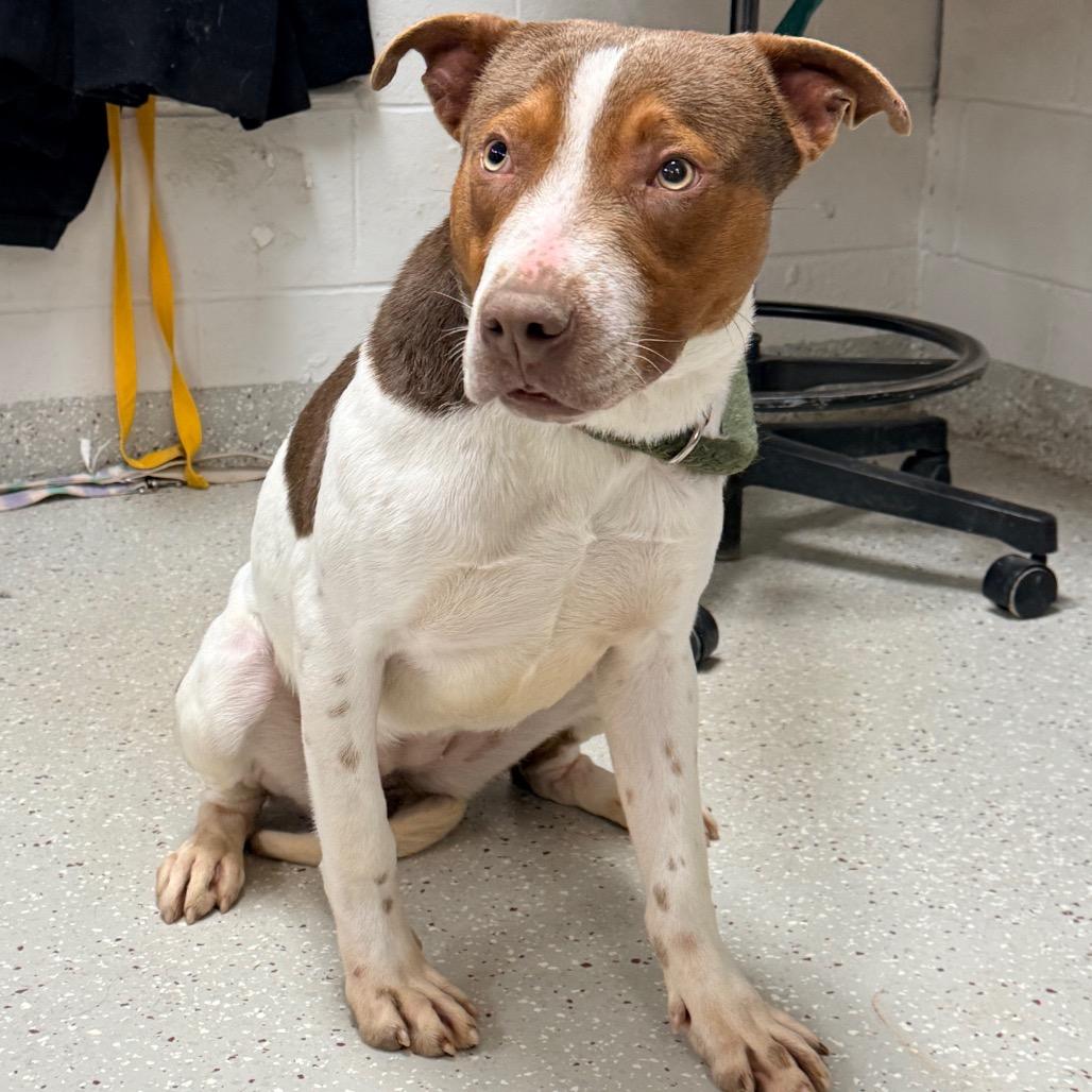 Enlarge Couscous, a Adoptable Pit Bull Terrier in Indianapolis, IN image 5/5
