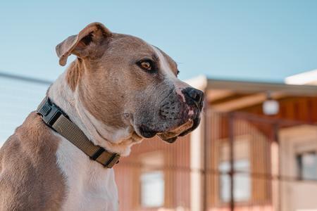 Georgia, adopted, Adult Female Pit Bull Terrier.