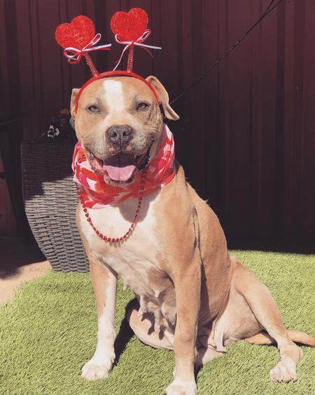 Enlarge Georgia, an adopted Pit Bull Terrier in Lubbock, TX image 2/5