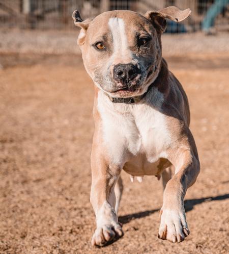 Enlarge Georgia, an adopted Pit Bull Terrier in Lubbock, TX image 4/5