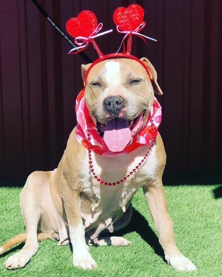 Enlarge Georgia, an adopted Pit Bull Terrier in Lubbock, TX image 5/5