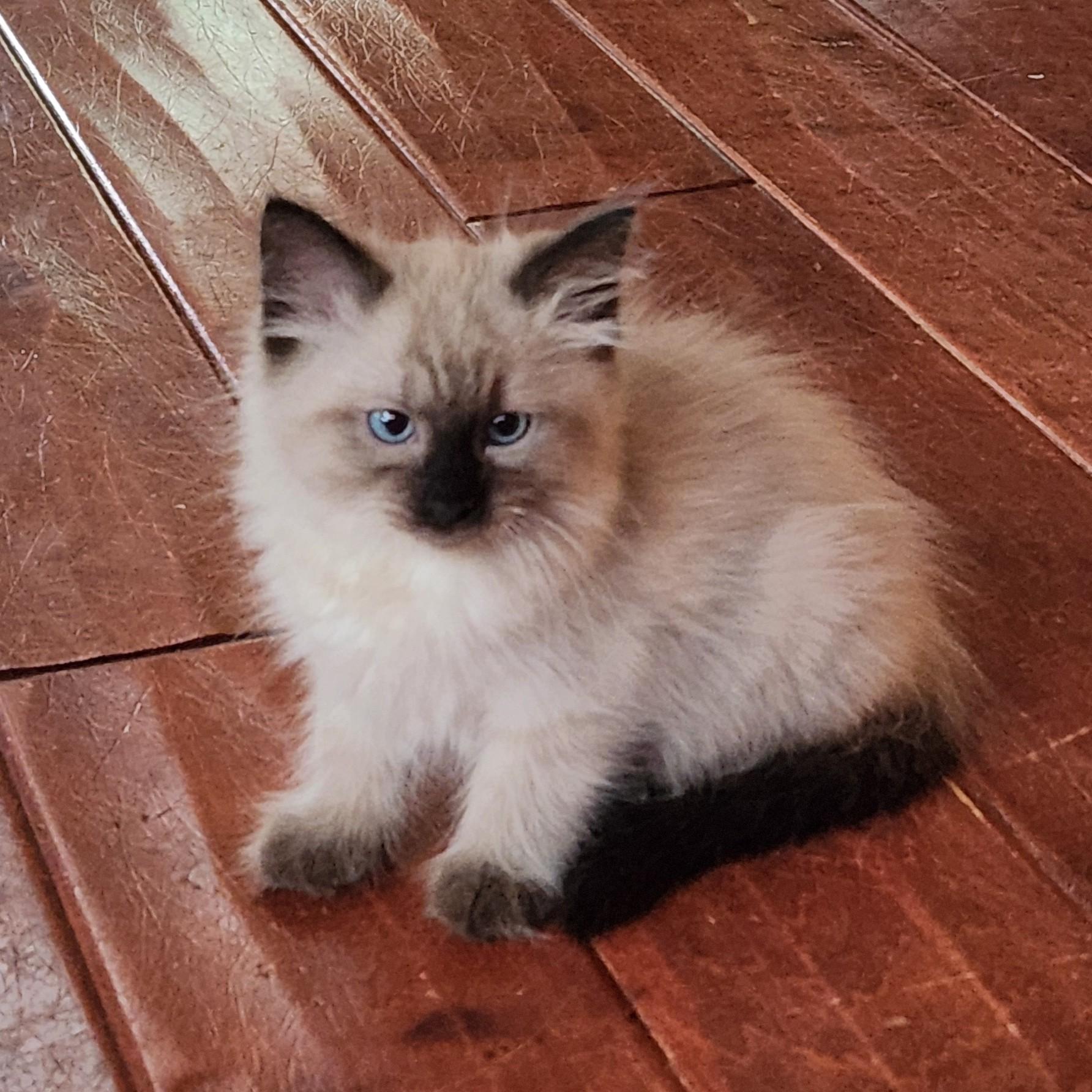 Enlarge Cocoa Puffs (Pre-Adoption ONLY)- Ragdoll mix, a Adoptable mixed breed in Allen, TX image 5/5