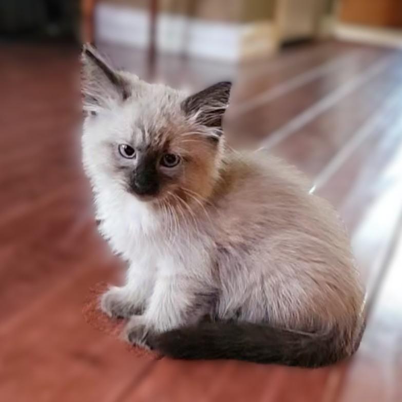 Enlarge Cocoa Puffs (Pre-Adoption ONLY)- Ragdoll mix, a Adoptable mixed breed in Allen, TX image 2/5