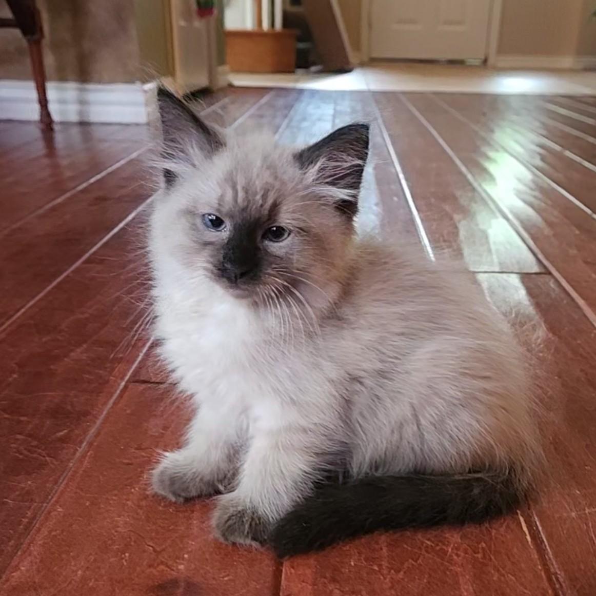 Enlarge Cocoa Puffs (Pre-Adoption ONLY)- Ragdoll mix, a Adoptable mixed breed in Allen, TX image 4/5