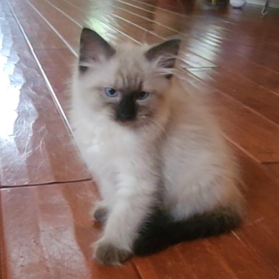 Cocoa Puffs (Pre-Adoption ONLY)- Ragdoll mix, Adoptable, Kitten Female Ragdoll & Himalayan.