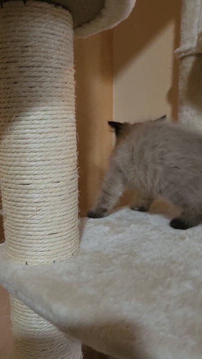 Enlarge Cocoa Puffs (Pre-Adoption ONLY)- Ragdoll mix, a Adoptable mixed breed in Allen, TX video 3/5