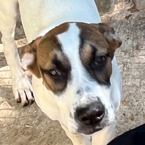 Enlarge Koopa, a Adoptable mixed breed in Magnolia, TX image 1/1
