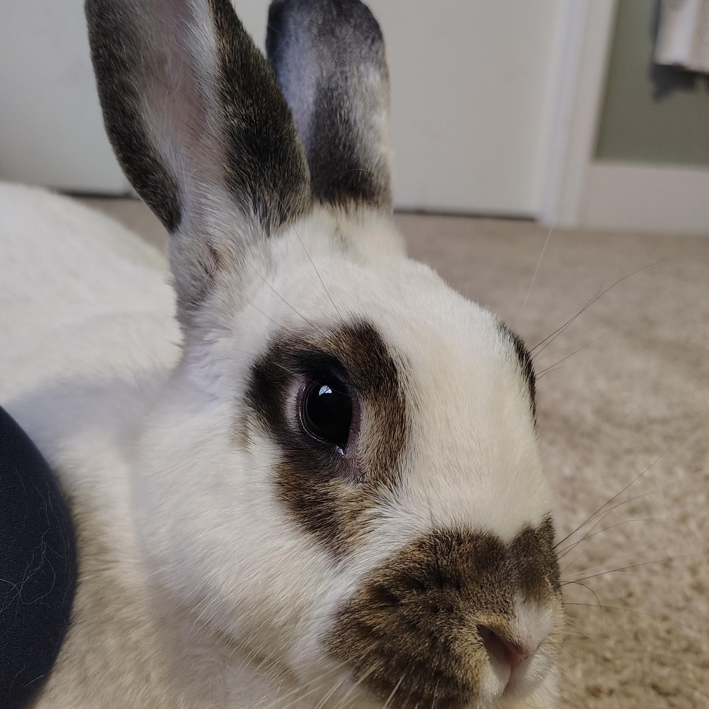 Enlarge Lucy, a ADOPTABLE mixed breed in Grand Rapids, MI image 4/4