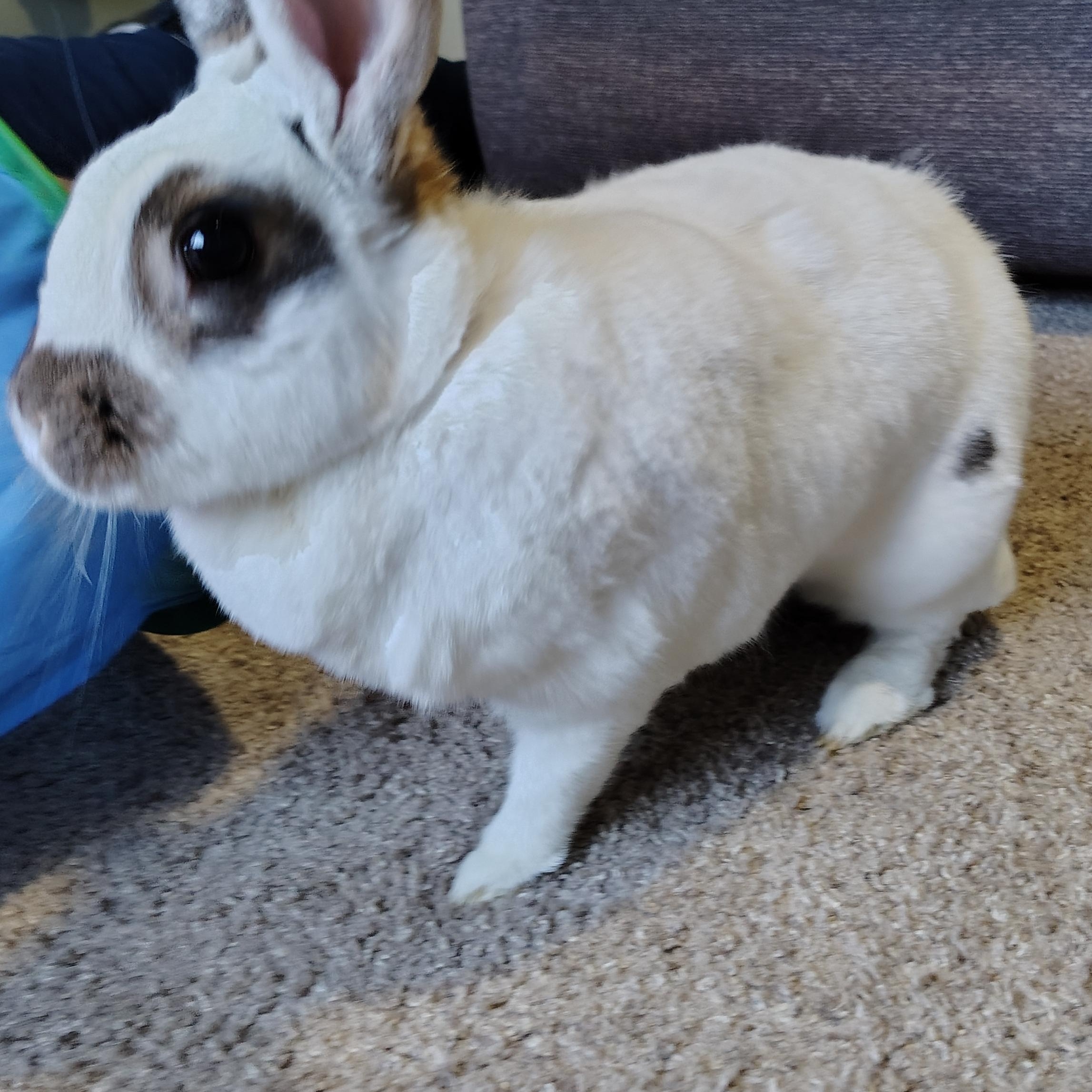 Enlarge Lucy, a ADOPTABLE mixed breed in Grand Rapids, MI image 2/4