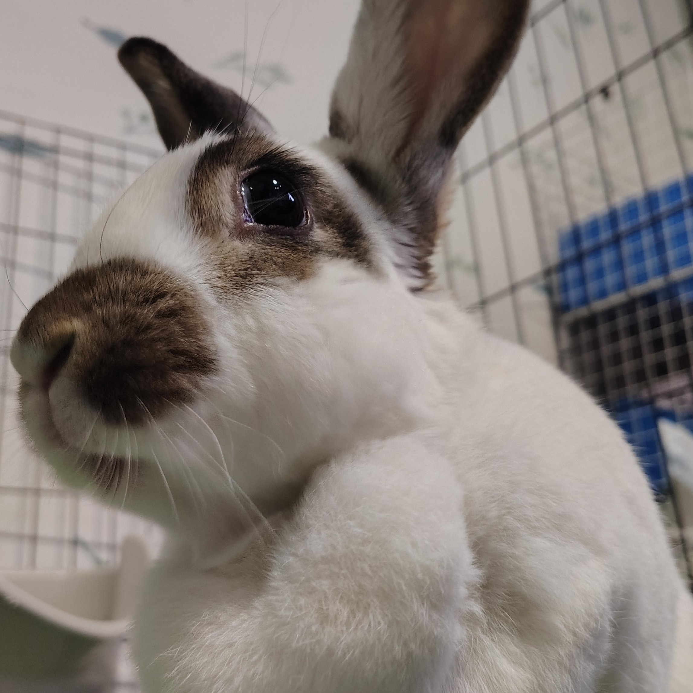 Enlarge Lucy, a ADOPTABLE mixed breed in Grand Rapids, MI image 3/4