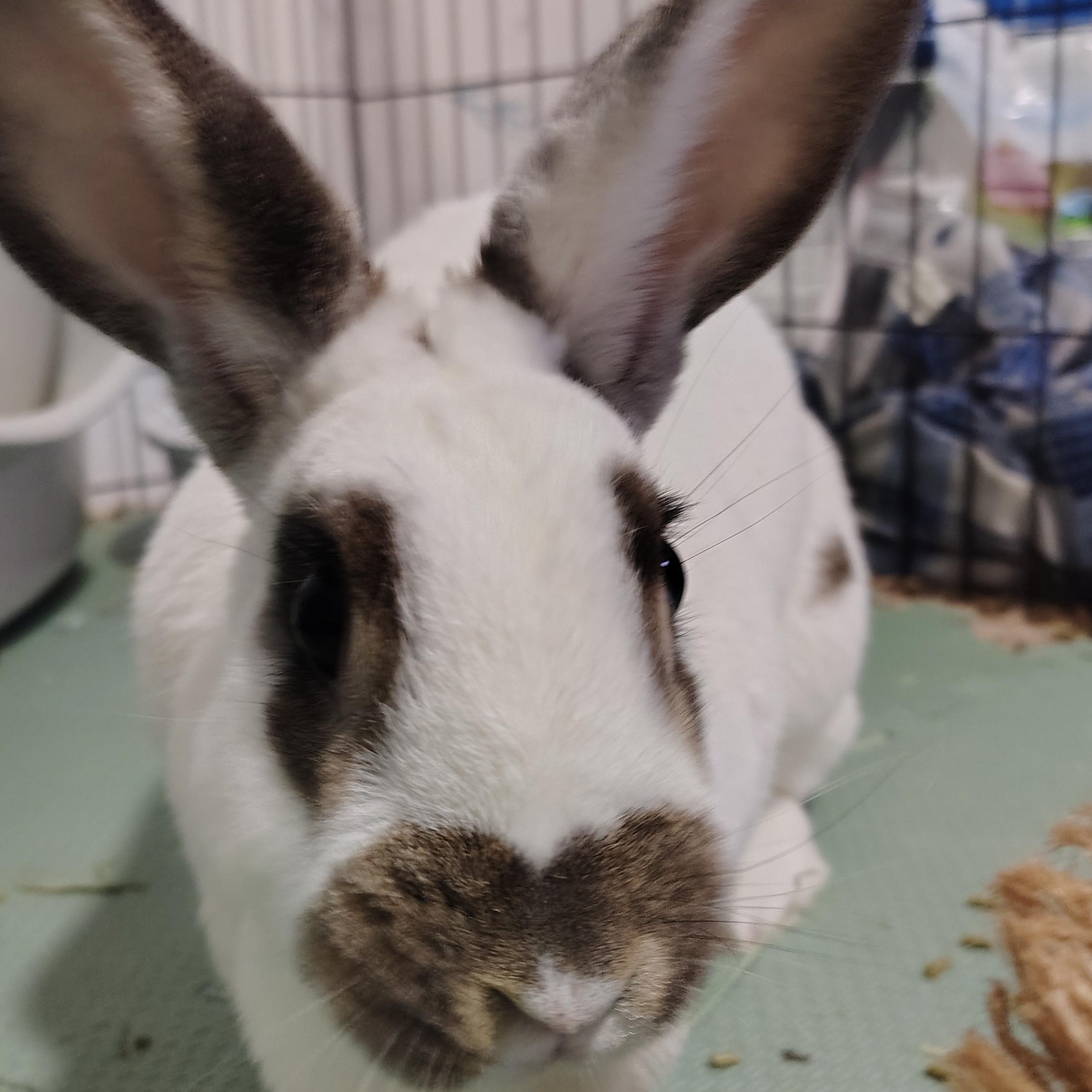 Lucy, ADOPTABLE, Adult Female English Spot.