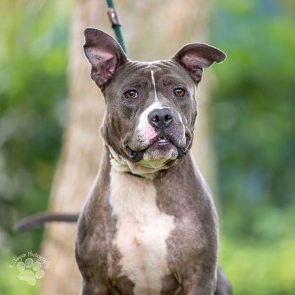 Hina, Adoptable, Adult Female American Staffordshire Terrier & Mixed Breed.