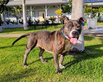 Enlarge Hina, a Adoptable mixed breed in Honolulu, HI image 2/3
