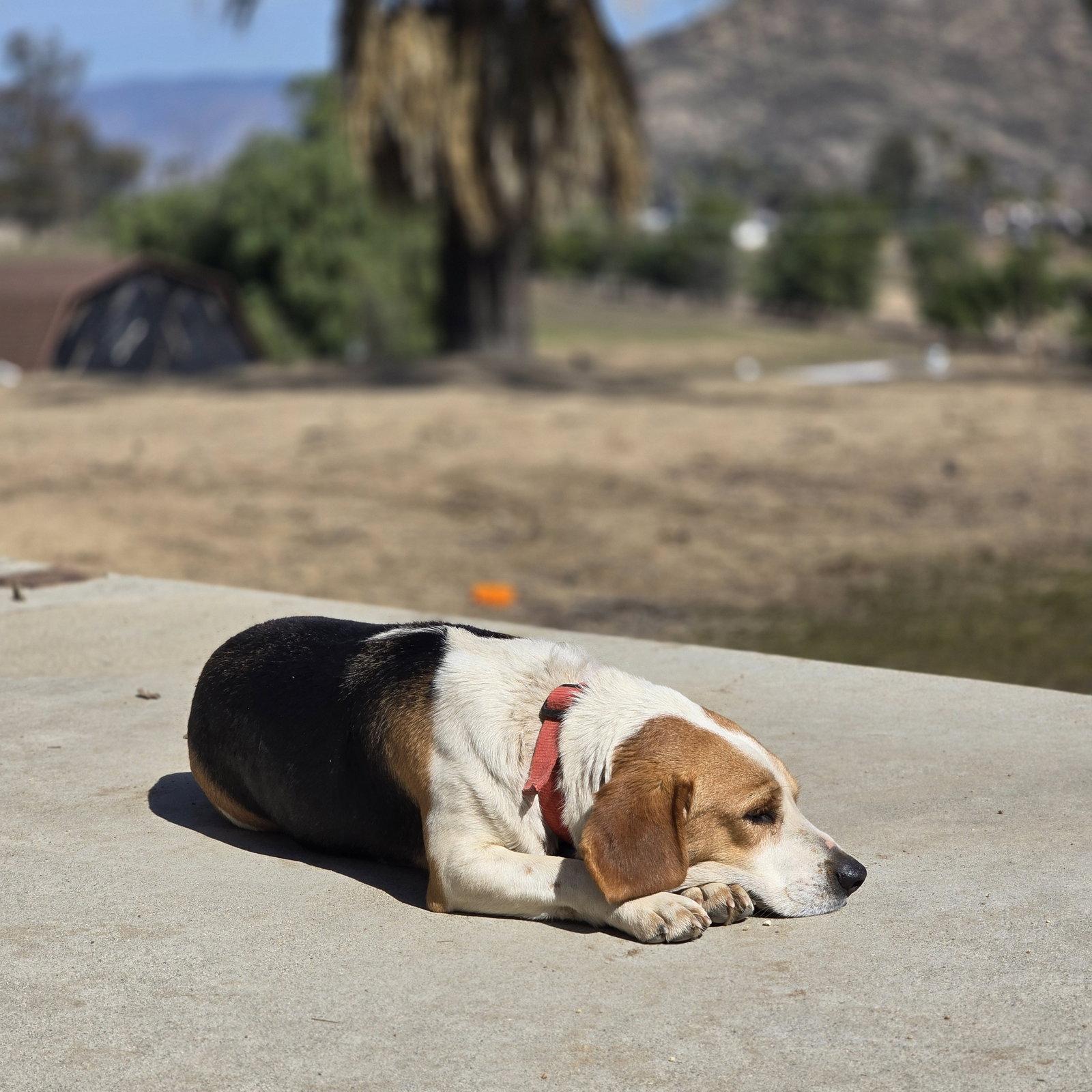 Christopher-adopted 5/10/2026, a Adopted Beagle in Apple Valley, CA image 1/3