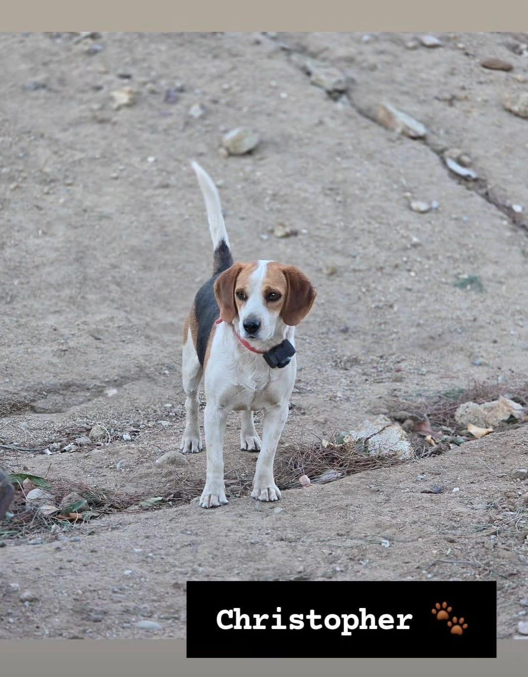 Christopher-adopted 5/10/2026, a Adopted Beagle in Apple Valley, CA image 2/3