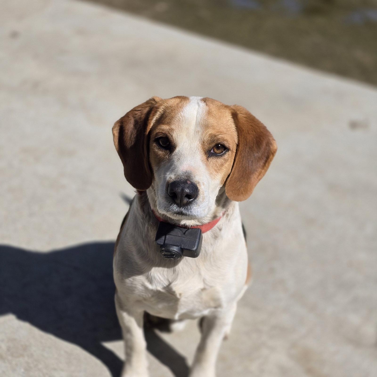 Christopher-adopted 5/10/2026, a Adopted Beagle in Apple Valley, CA image 3/3