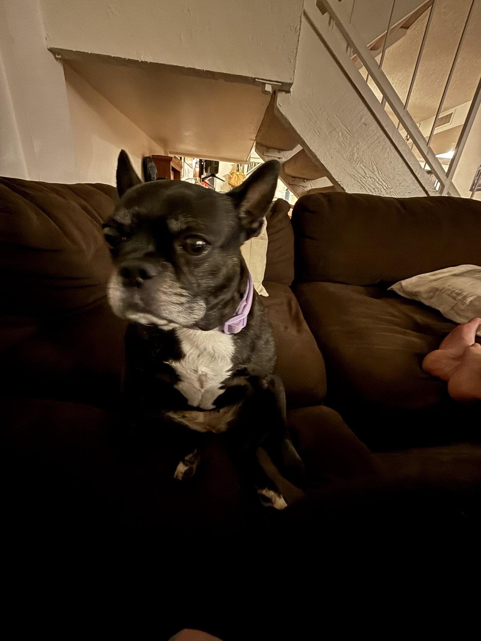 Baby, Adopted, Adult Female Boston Terrier & French Bulldog.