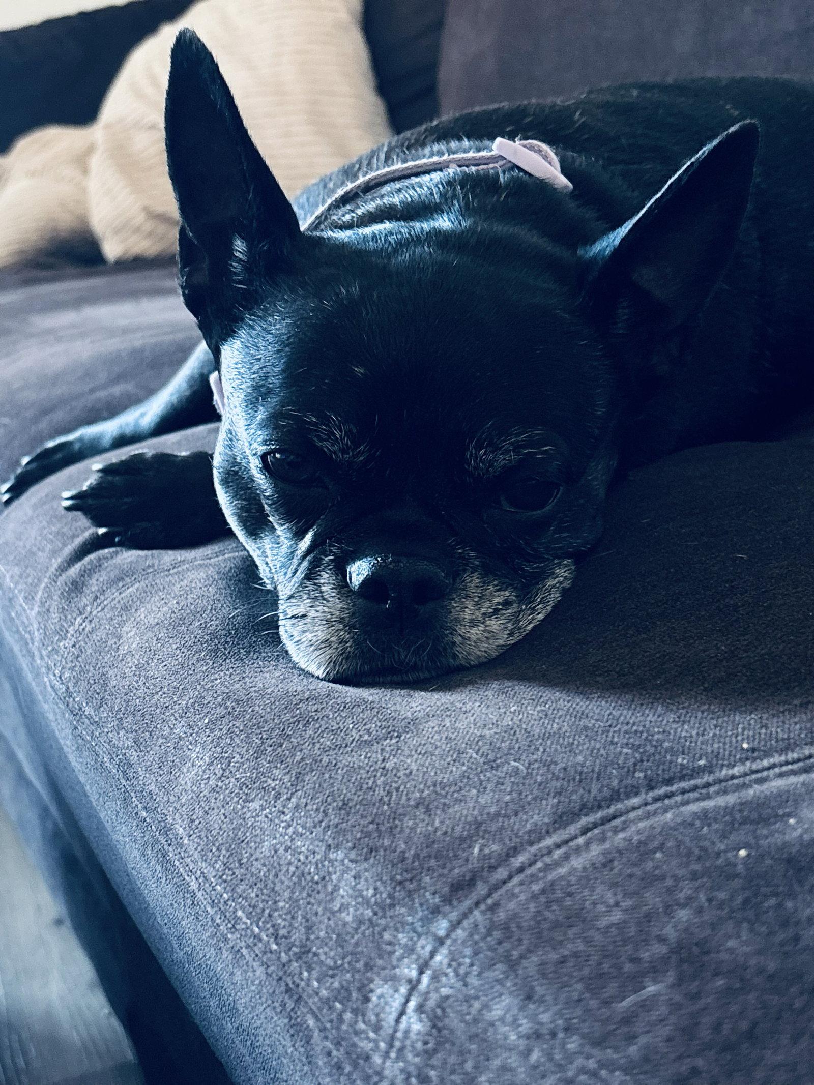 Enlarge Baby, a Adopted mixed breed in Scottsdale, AZ image 3/3