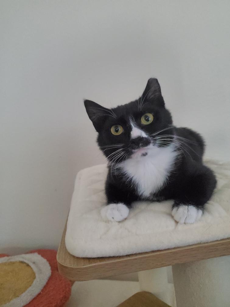 Enlarge Janey, a ADOPTABLE mixed breed in Milton, FL image 4/6