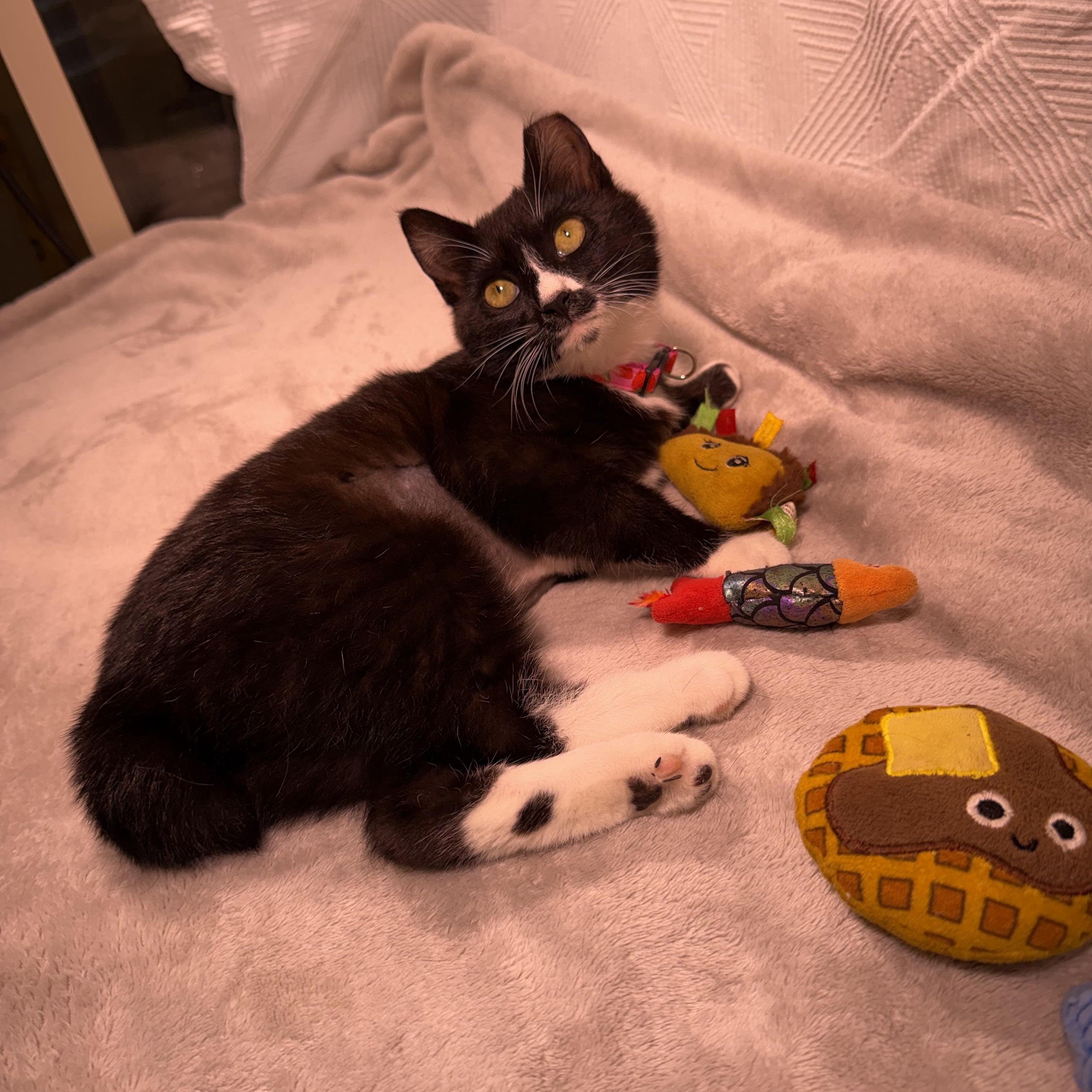 Enlarge Janey, a ADOPTABLE mixed breed in Milton, FL image 5/6