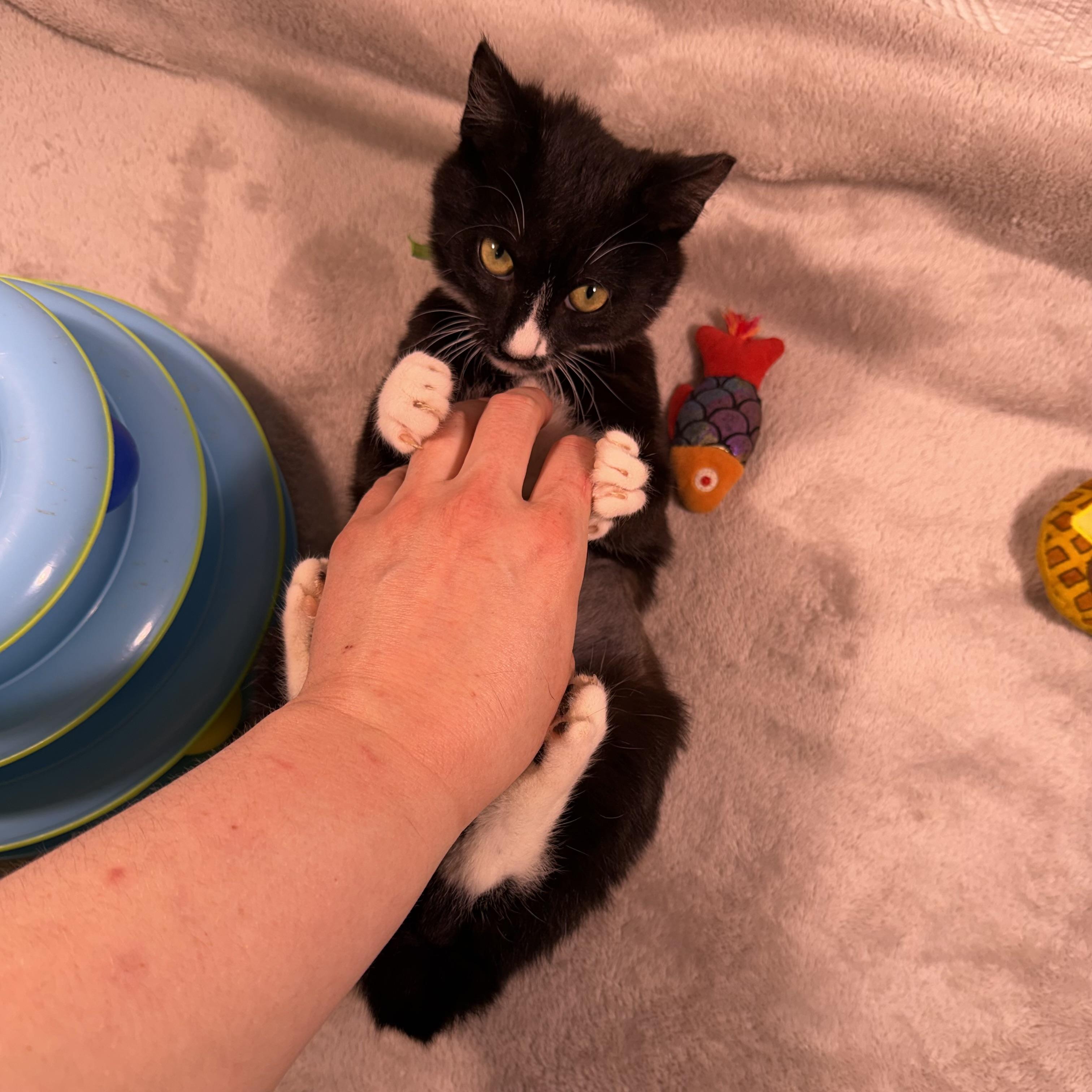 Enlarge Janey, a ADOPTABLE mixed breed in Milton, FL image 6/6