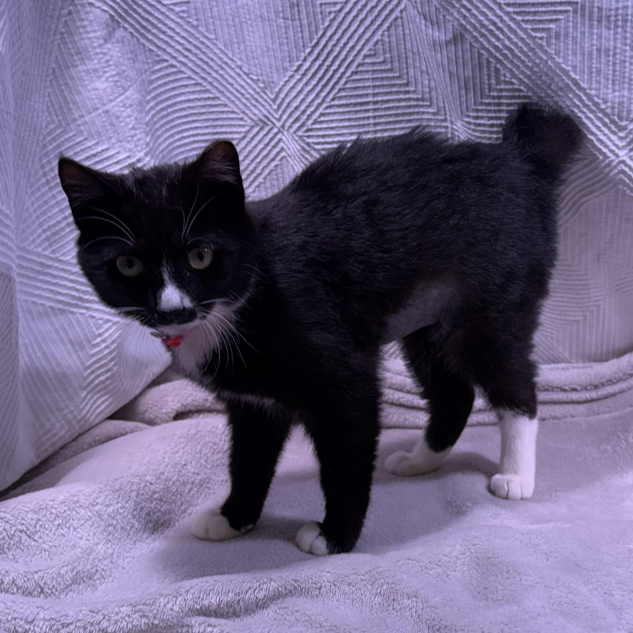 Janey, ADOPTABLE, Kitten Female American Bobtail & Manx.